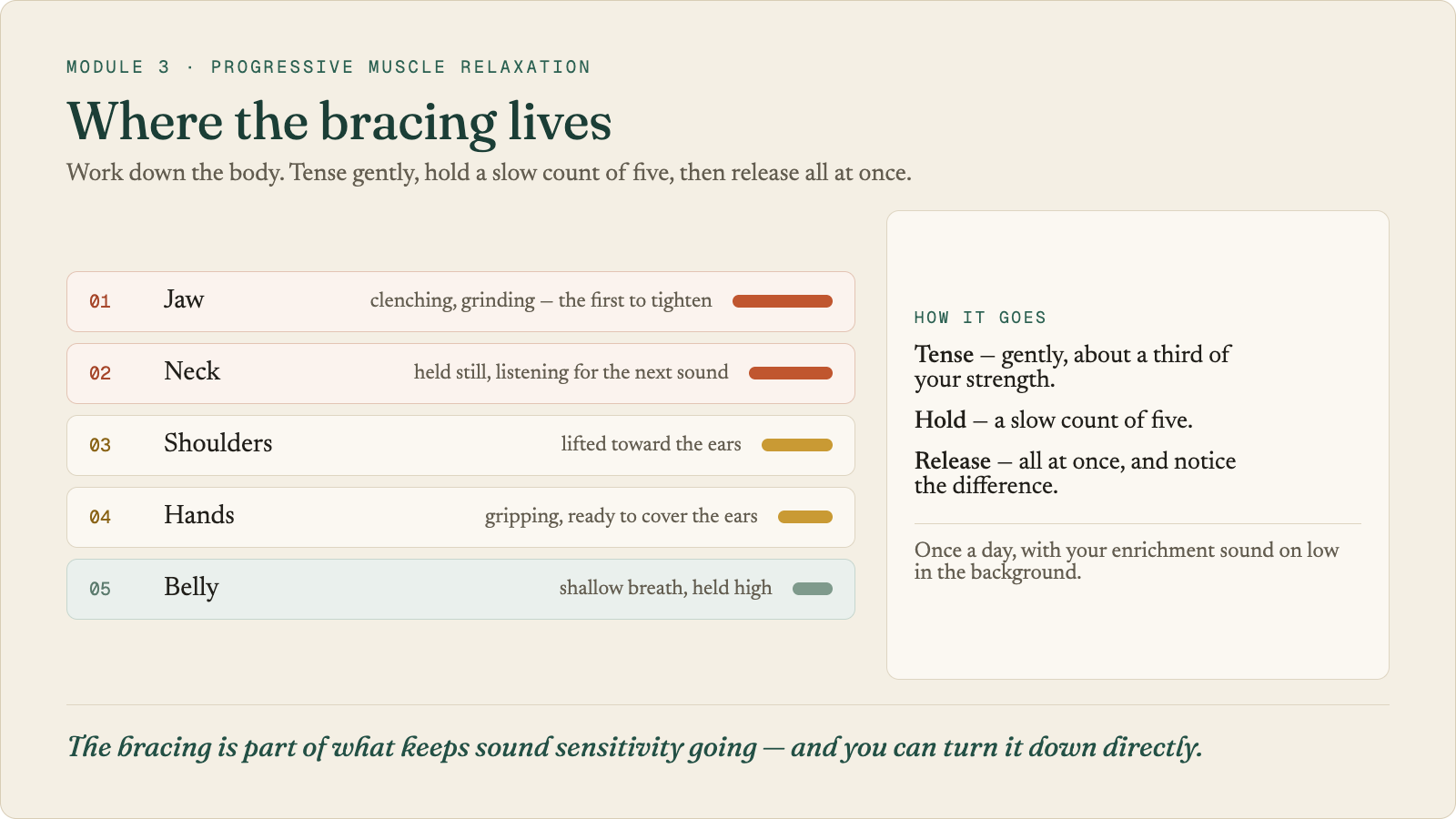 A body map of where bracing lives: the jaw (clenching, grinding; the first to tighten), the neck (held still, listening for the next sound), the shoulders (lifted toward the ears), the hands (gripping, ready to cover the ears), and the belly (shallow breath, held high). Tense gently, hold a slow count of five, release all at once.